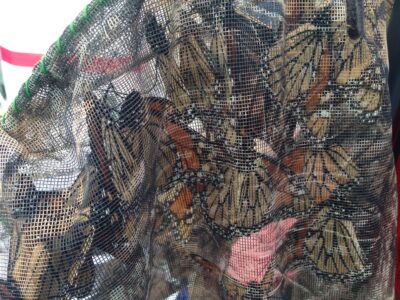 Why You Shouldn’t Chase Butterflies With a Net