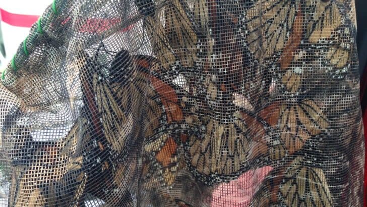 Why You Shouldn’t Chase Butterflies With a Net