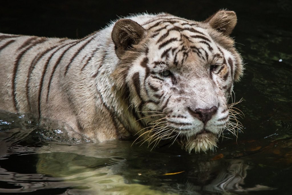 Tiger swimming