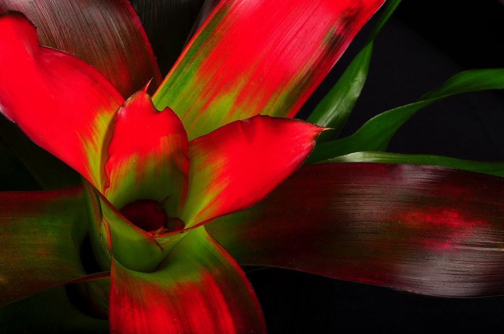 Bromeliad