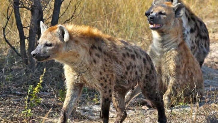 The Truth About Hyena Behavior vs. The Lion King’s Villains