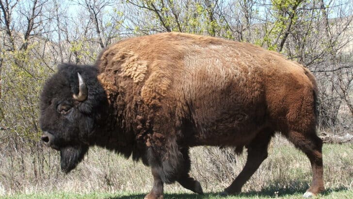The Cultural Importance of Bison to Native American Tribes