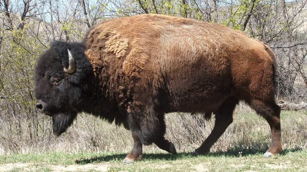 Bison