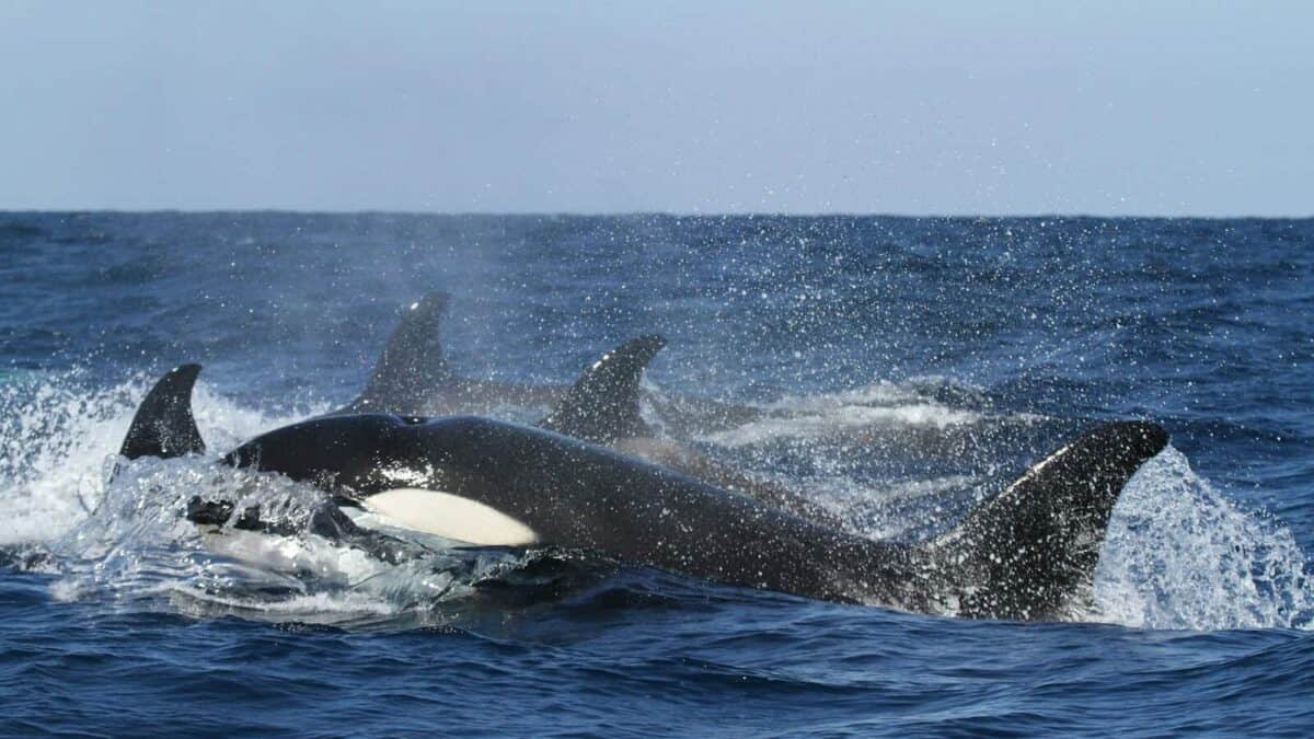 blue and white whales