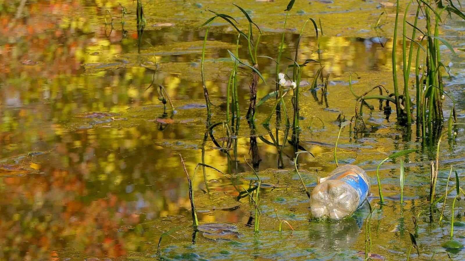 a blue and white object floating in a pond of water