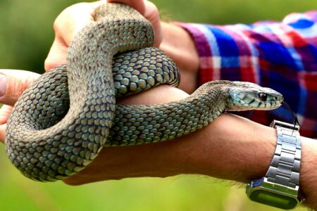 Can You Train a Pet Snake? Here&rsquo;s What Experts Say