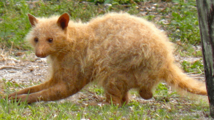 Rare Albino Raccoon Stuns Texas Neighborhood