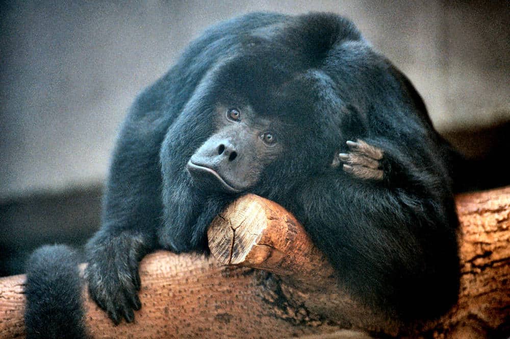 Howler Monkey