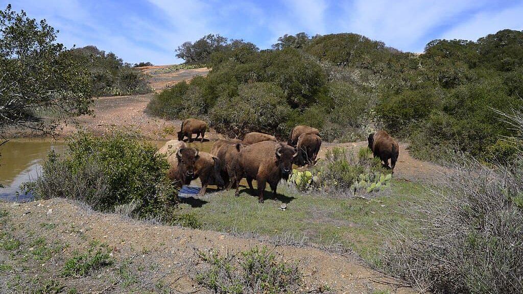 American bison on Catalina Island.