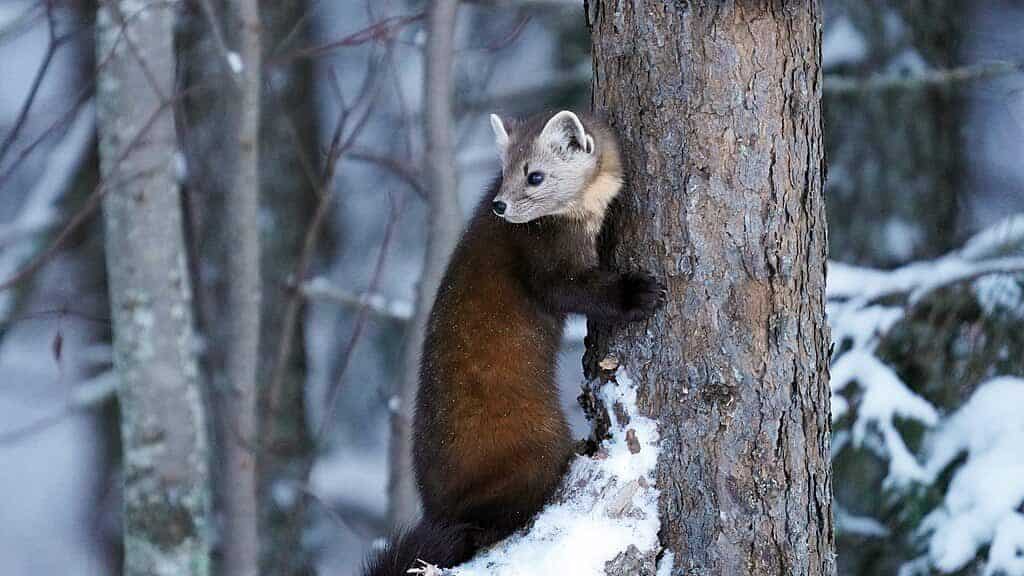 American marten