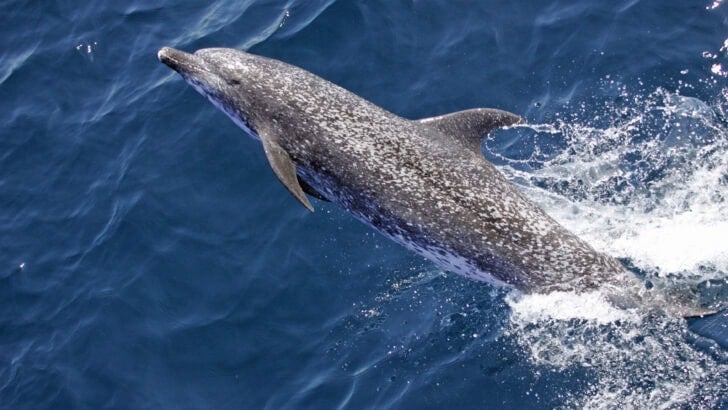 What Makes the Atlantic Spotted Dolphin Unique to Florida Waters