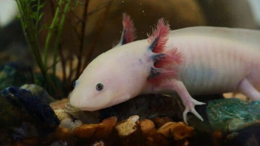 12 Wild Facts That Make Axolotls Nature Little Aliens