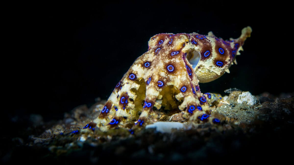 Blue Ringed Octopus