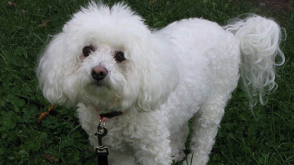 Bichon_Frise