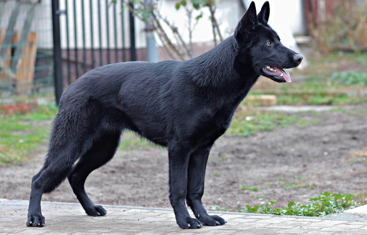 Black German shepherd