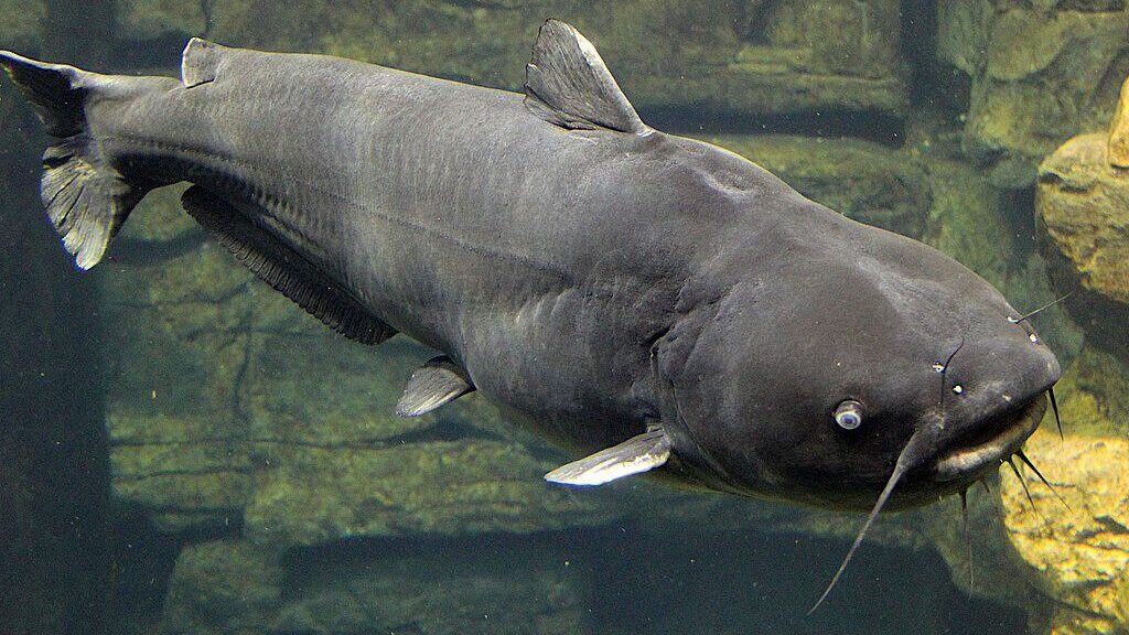 Blue cat fish