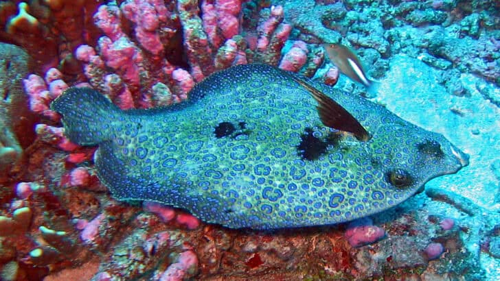 The Camouflage Tactics of the Peacock Flounder