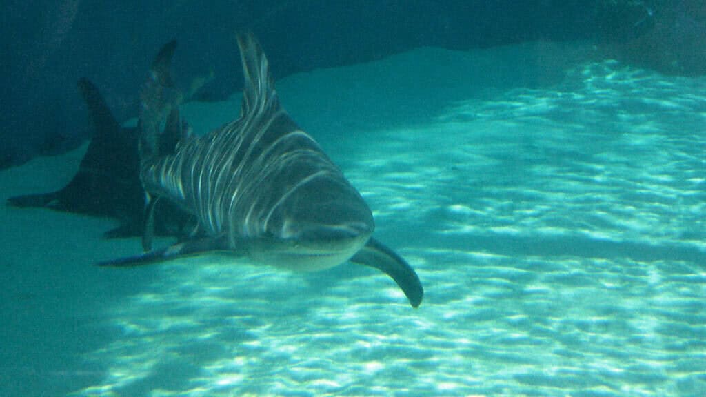 shark.
