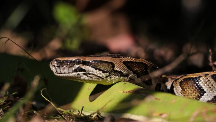 These Animals Call the Florida Everglades Home