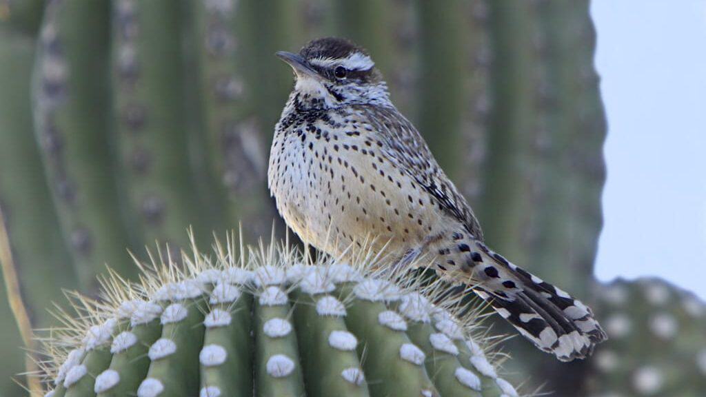 Cactus Wren
