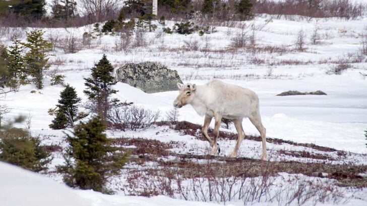 Where to See Reindeer in Their Native Arctic Landscape