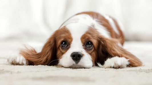 10 Things Your Vet Wishes Every Dog Owner Knew