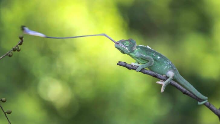 How Chameleons Use Independent Eye Movement to Hunt