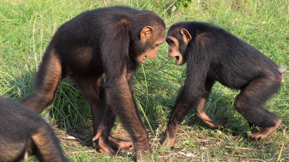 Chimpanzees