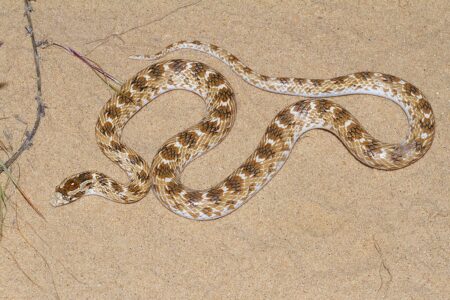How to Tell a Venomous Snake from a Harmless One
