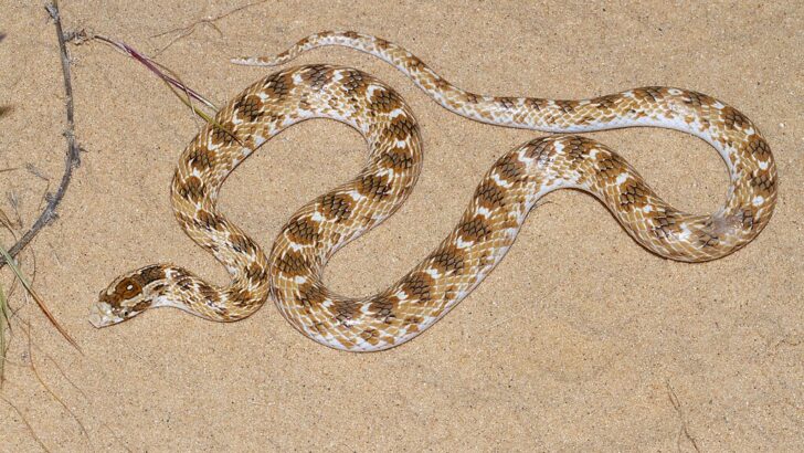 How to Tell a Venomous Snake from a Harmless One