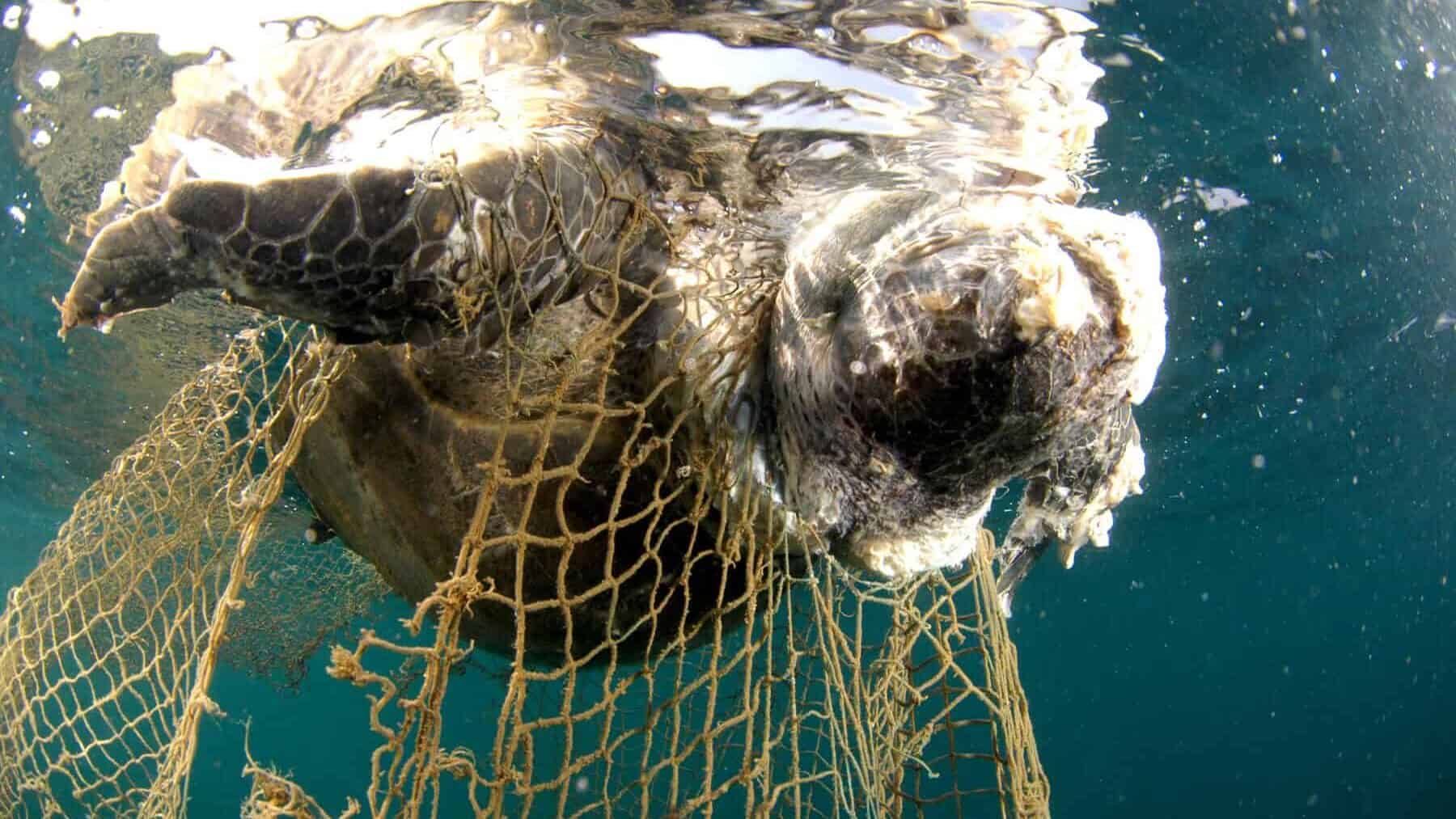 Corpse of a sea turtle drowned in fishing net.