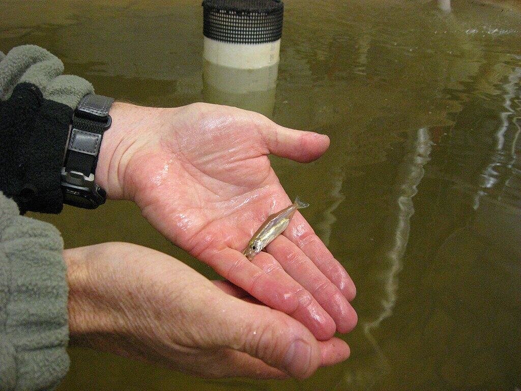 Delta smelt at rearing facility