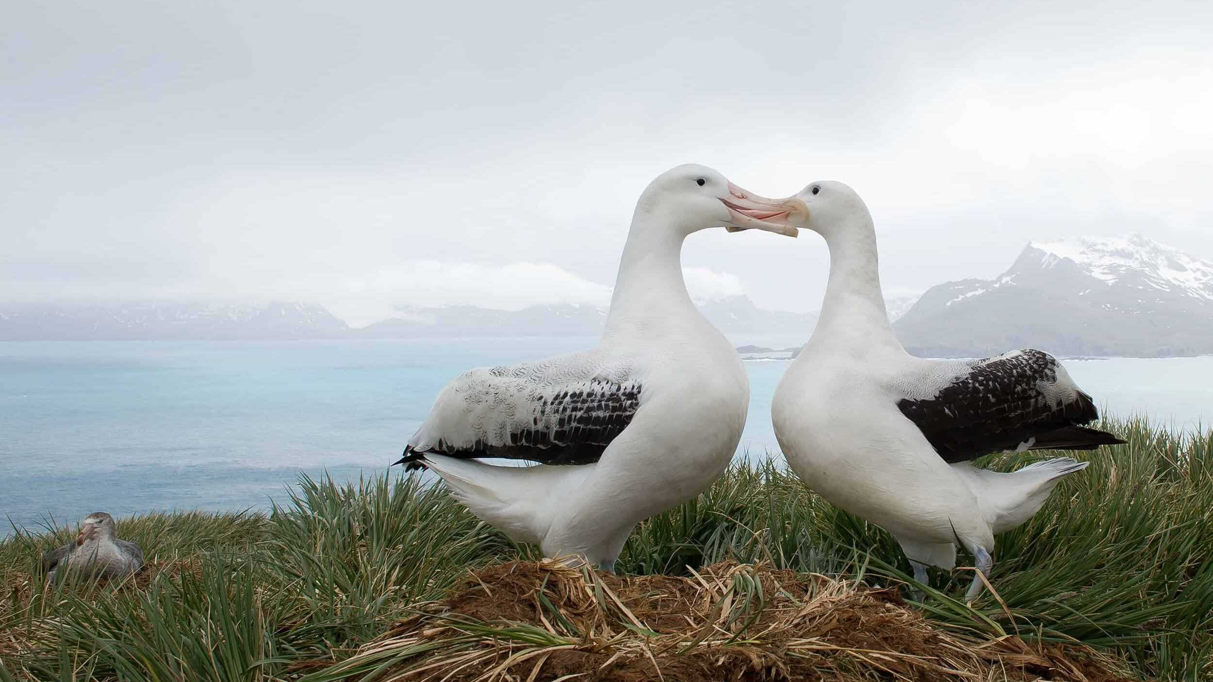 albatross couple