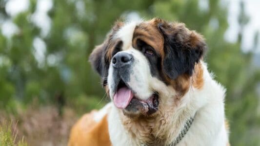 17 Dog Breeds Vets Secretly Wish You&rsquo;d Stop Buying
