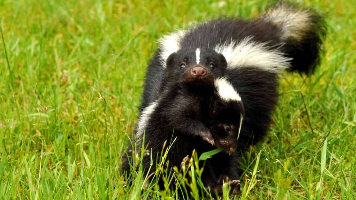 Mother Skunk carrying her baby.