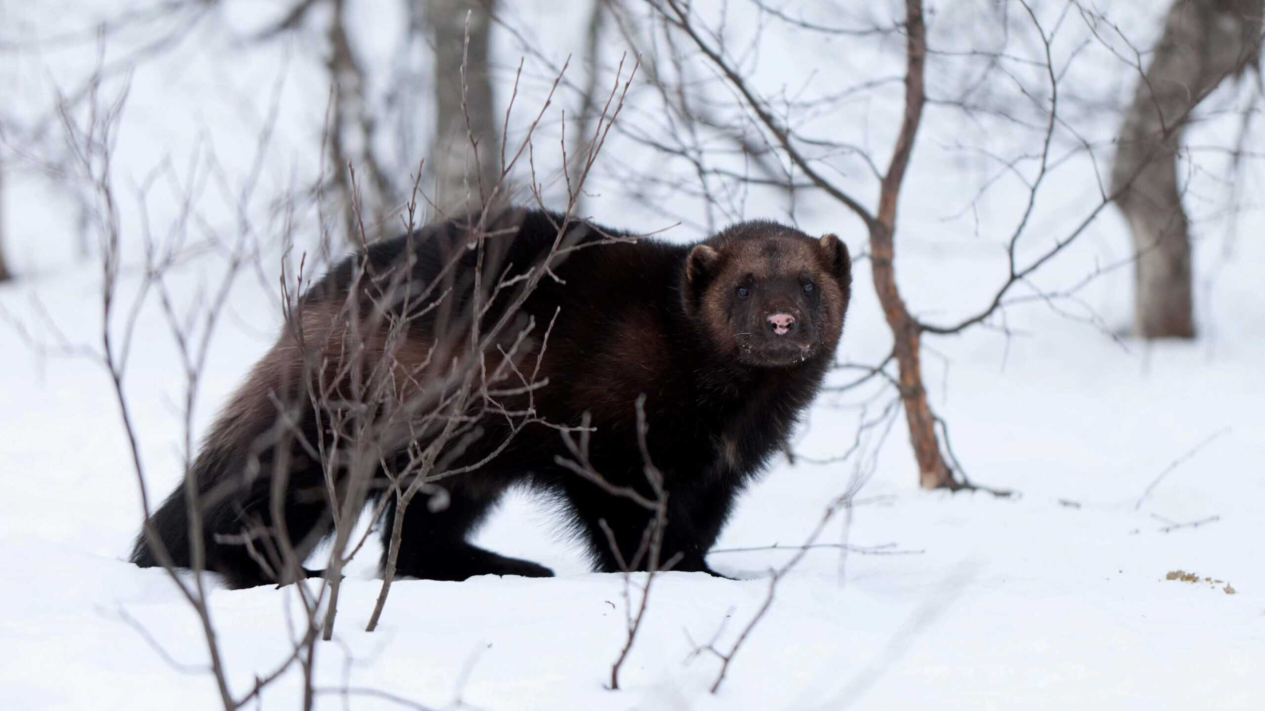 Wolverine