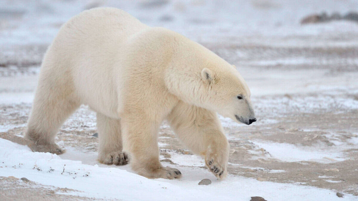 Polar Bear