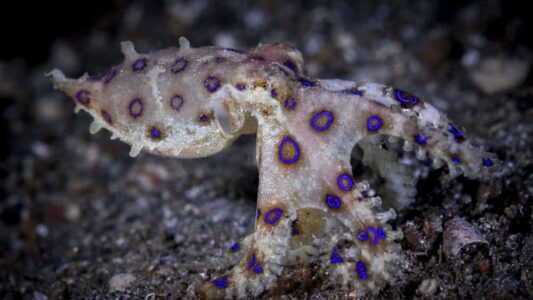 11 States With Surprisingly Dangerous Native Animals
