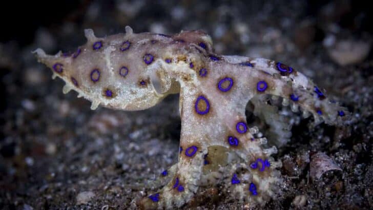 11 States With Surprisingly Dangerous Native Animals
