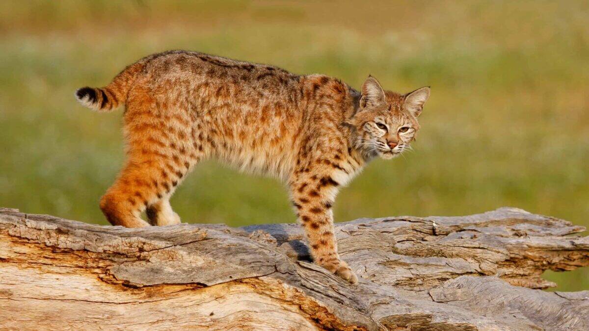 bobcat