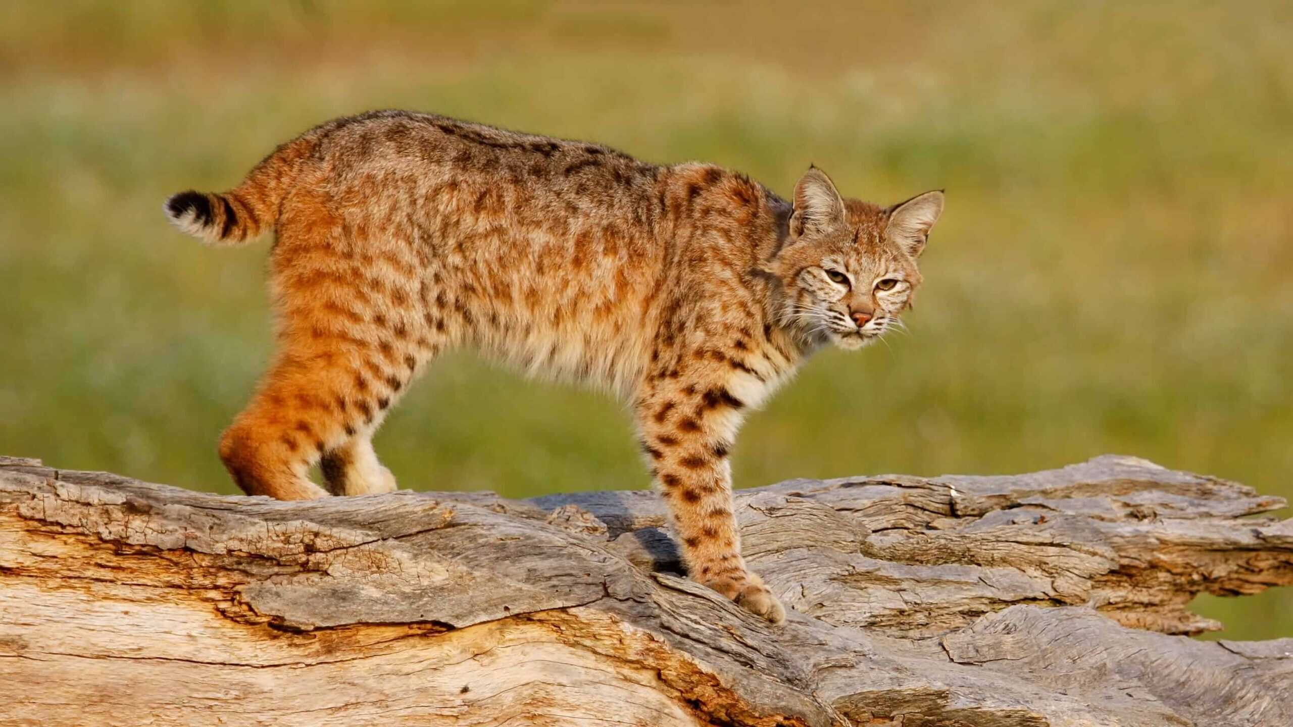 bobcat