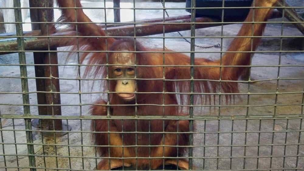Orangutan