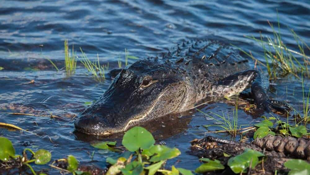 American alligator