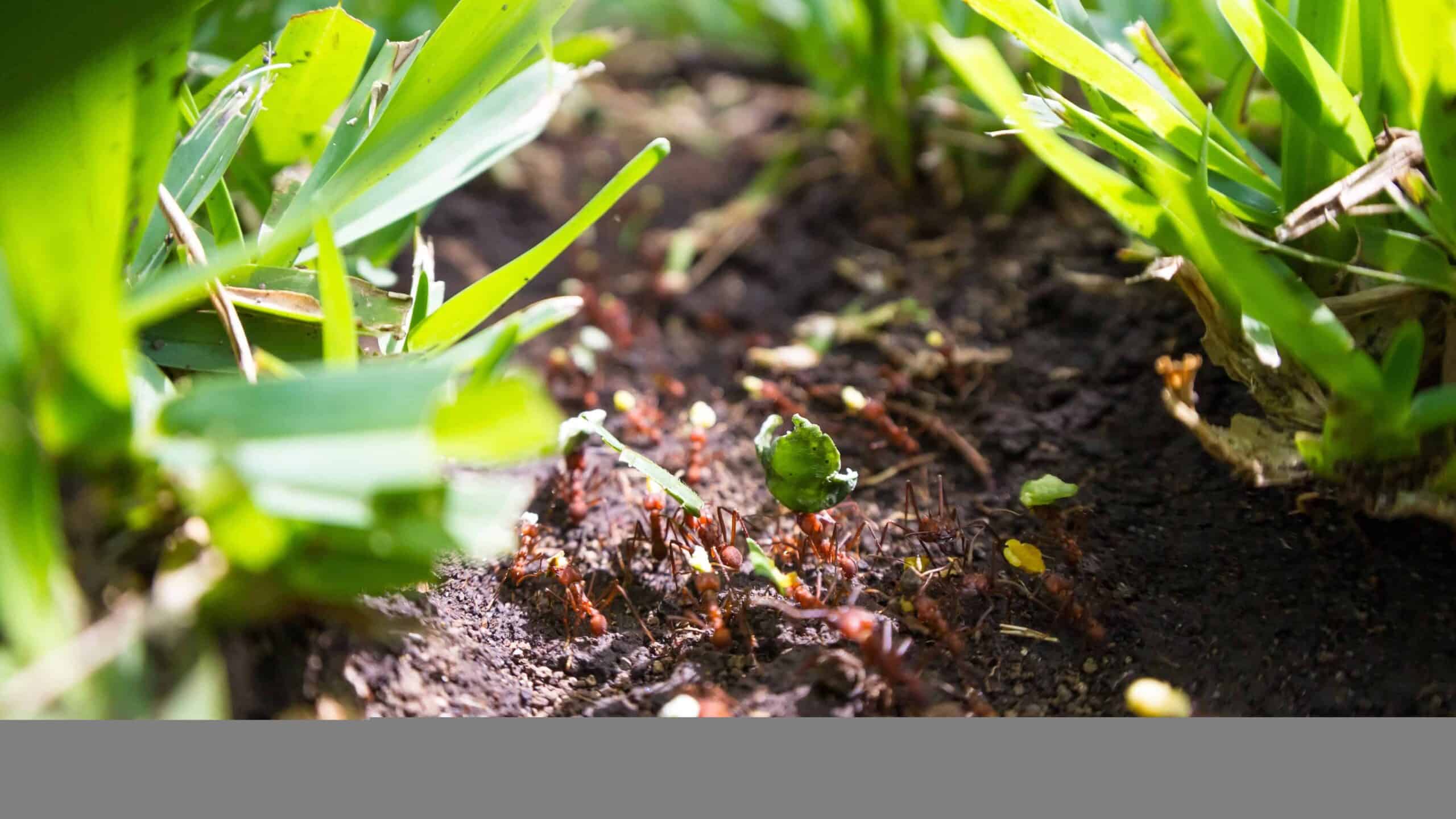 Leafcutter Ants
