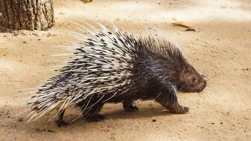 Malayan porcupine walking on the sand