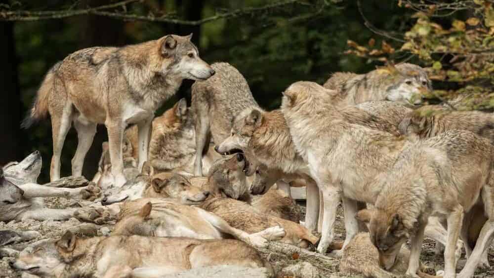 A pack of wolves on a rock