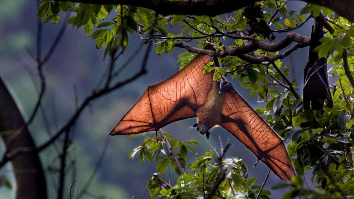 the largest bat in the world