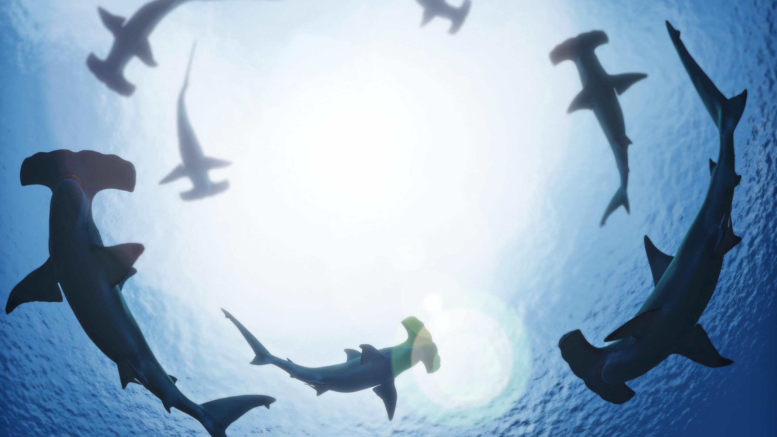Hammerheads' Thrilling Visit in Alabama's Waters
