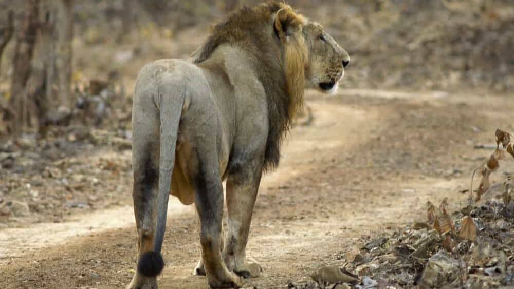 Male Lion on dirt road