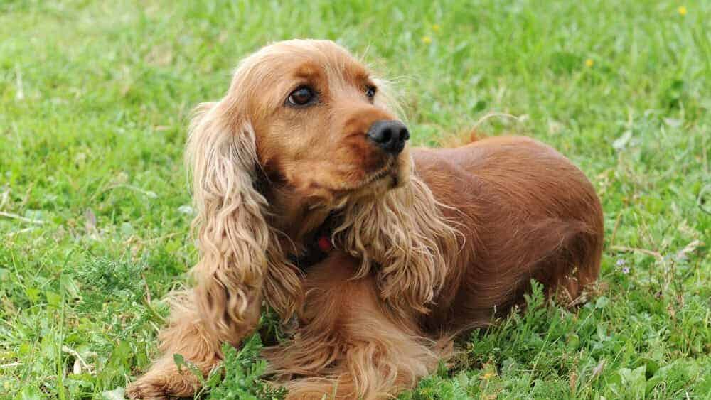 Cocker Spaniel